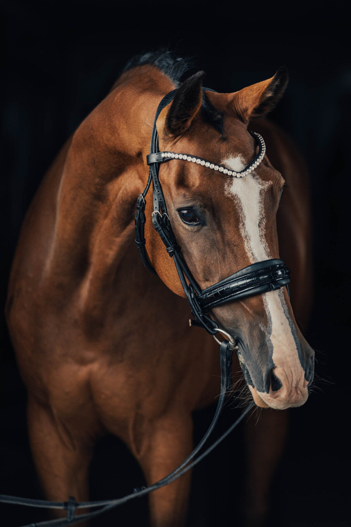 Hästfotograf Halmstad Stina Nilsson