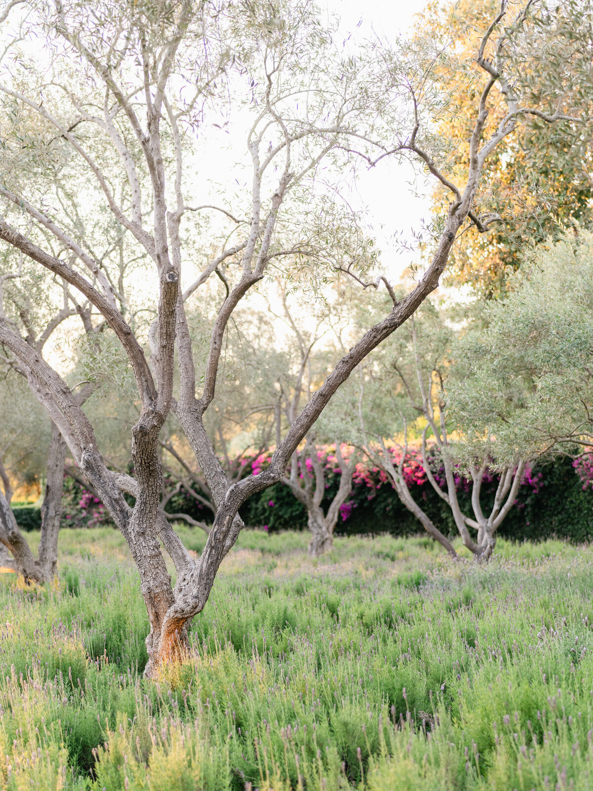 Tyler Speier - KT Merry - San Ysidro Ranch Wedding-sp-25