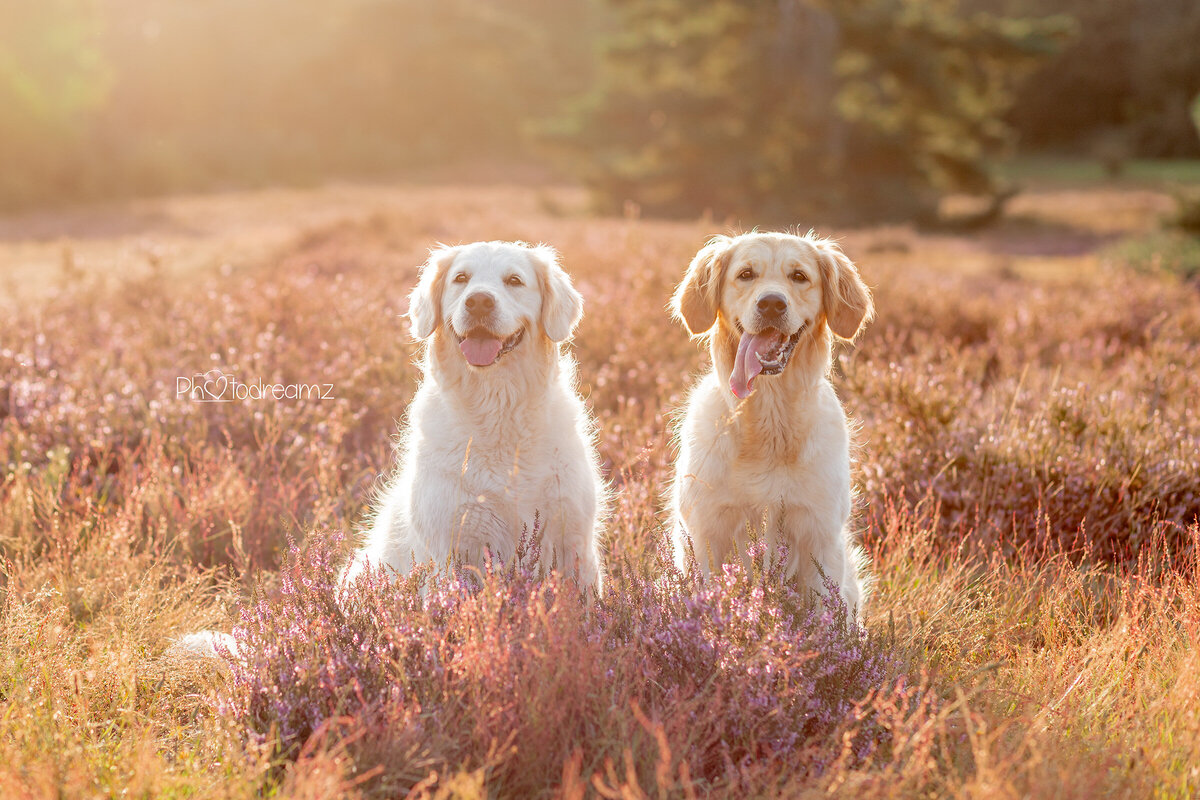 Goldenretriever-fotoshoot-limburg8