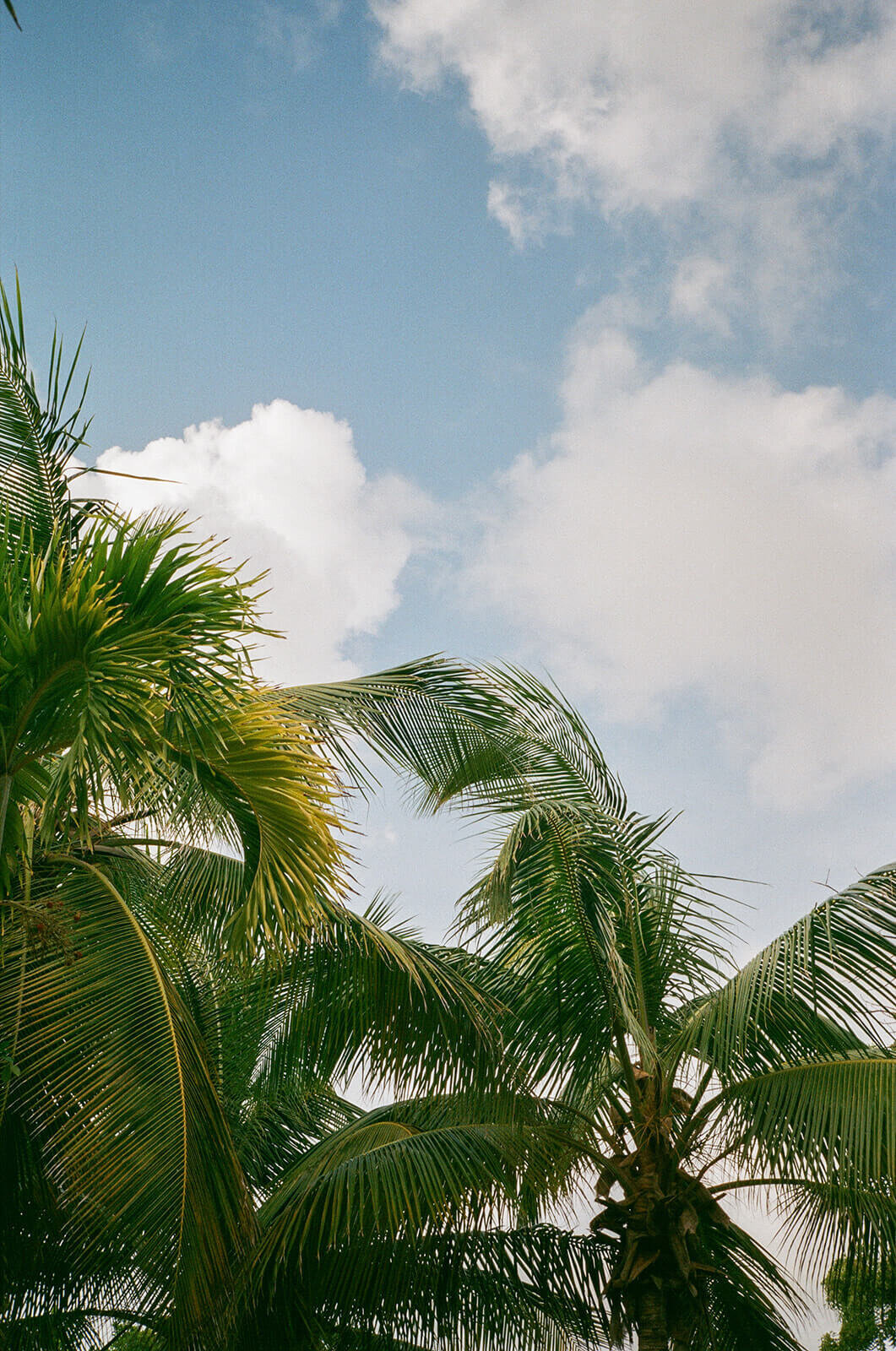 01-Destination-Wedding-Mill-Reef-Club-Antigua-Wedding-Planner-Mary-Thornton-Events