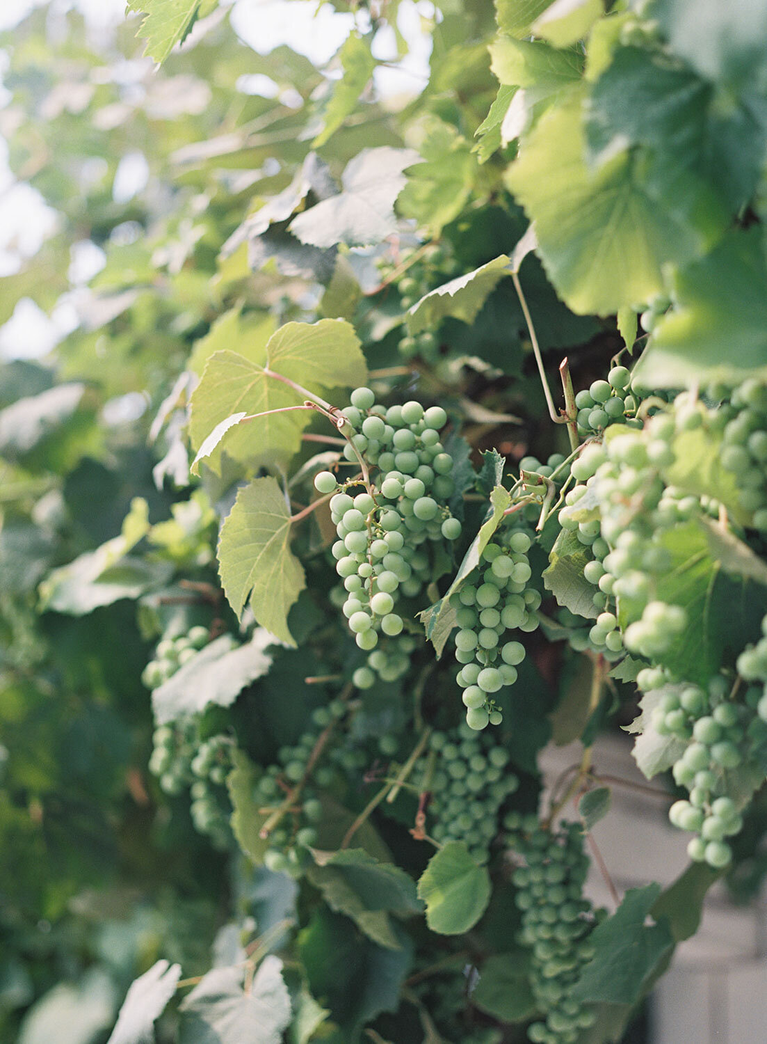 Grapevines with clusters of green grapes