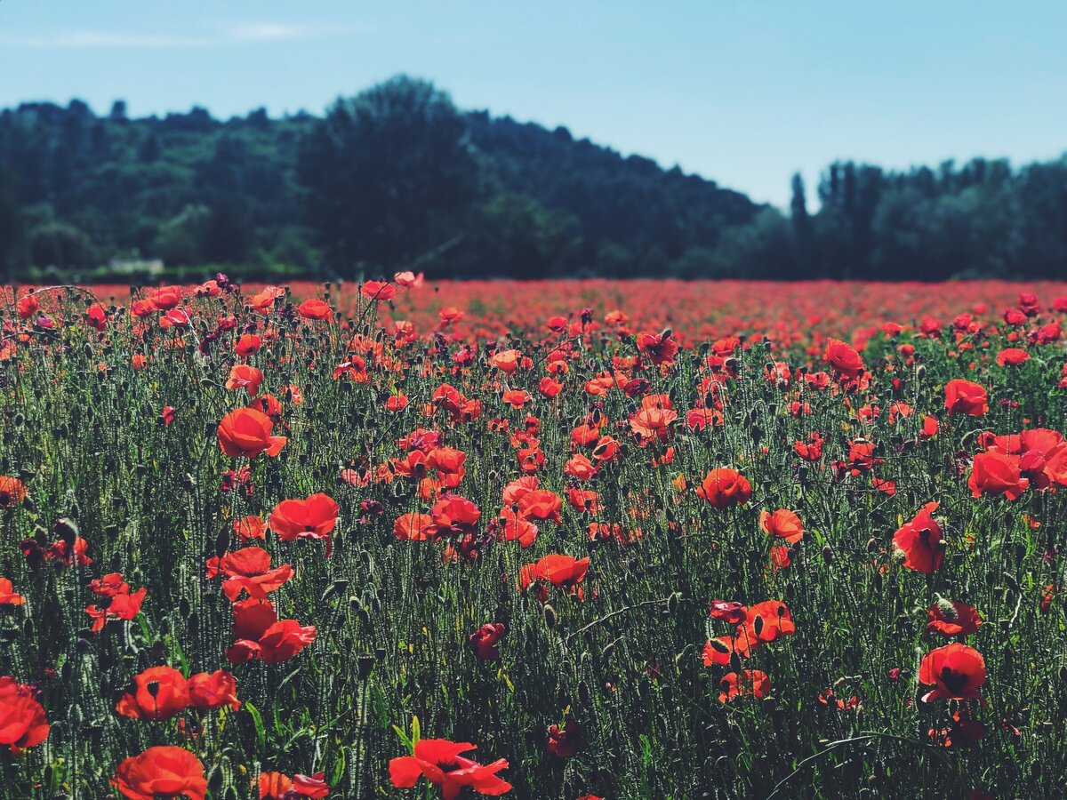 poppy field