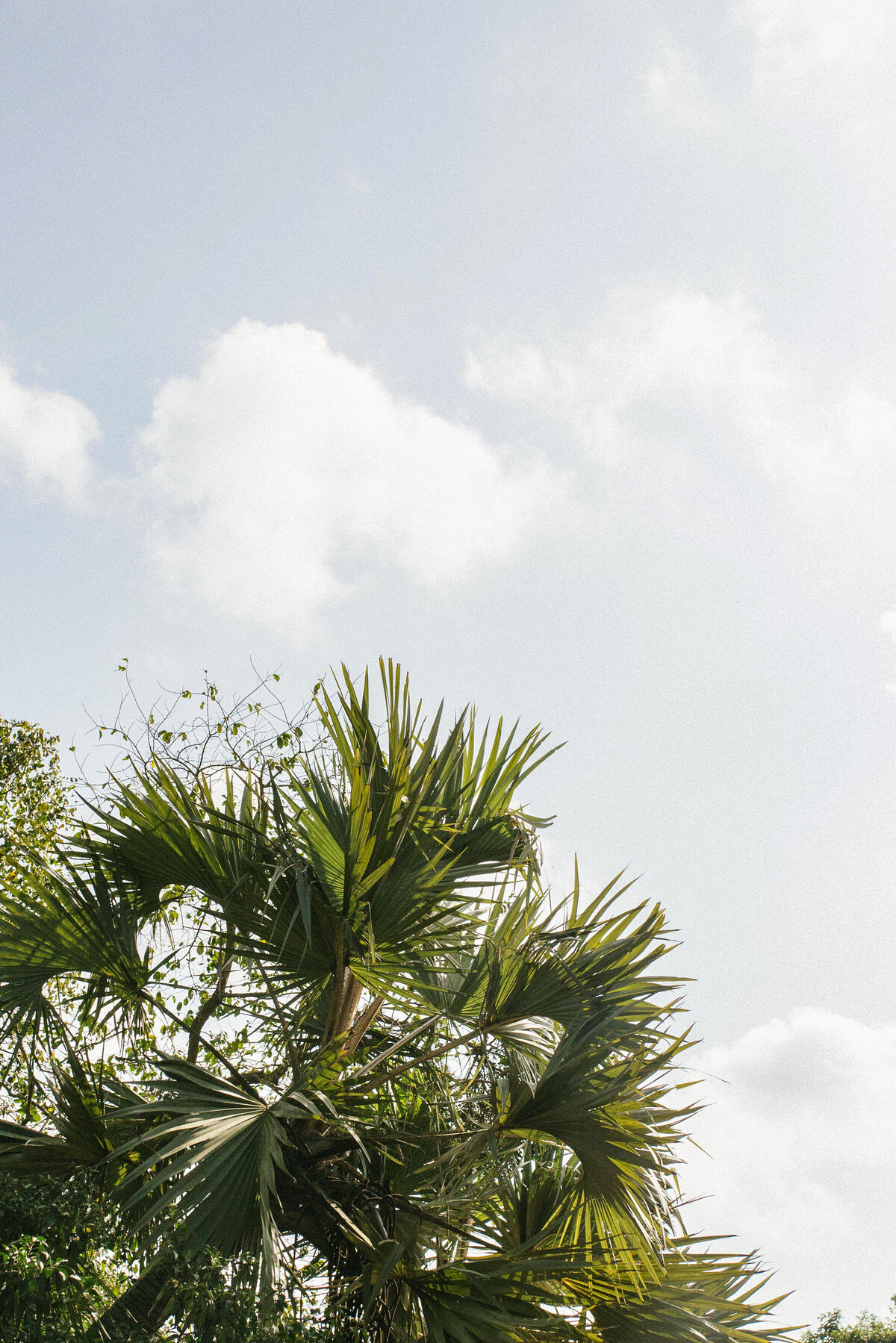 Isolated palm tree with soft clouds drifting in the background.