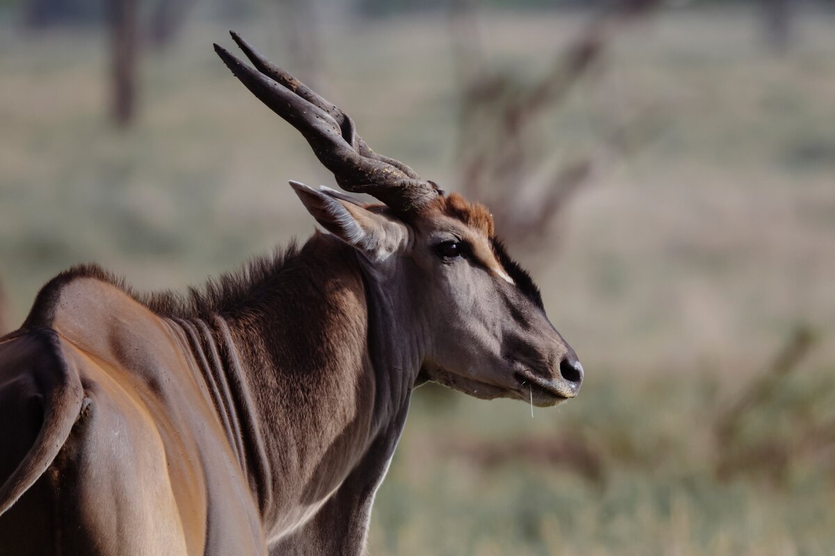 TAASA Safari Wildlife (5)