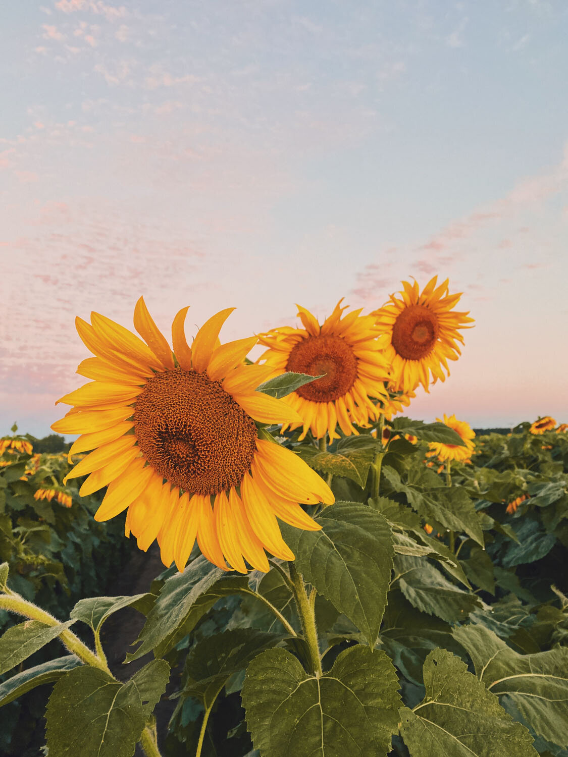 Sun flowers in a field with pink sky for Everything Ellemental