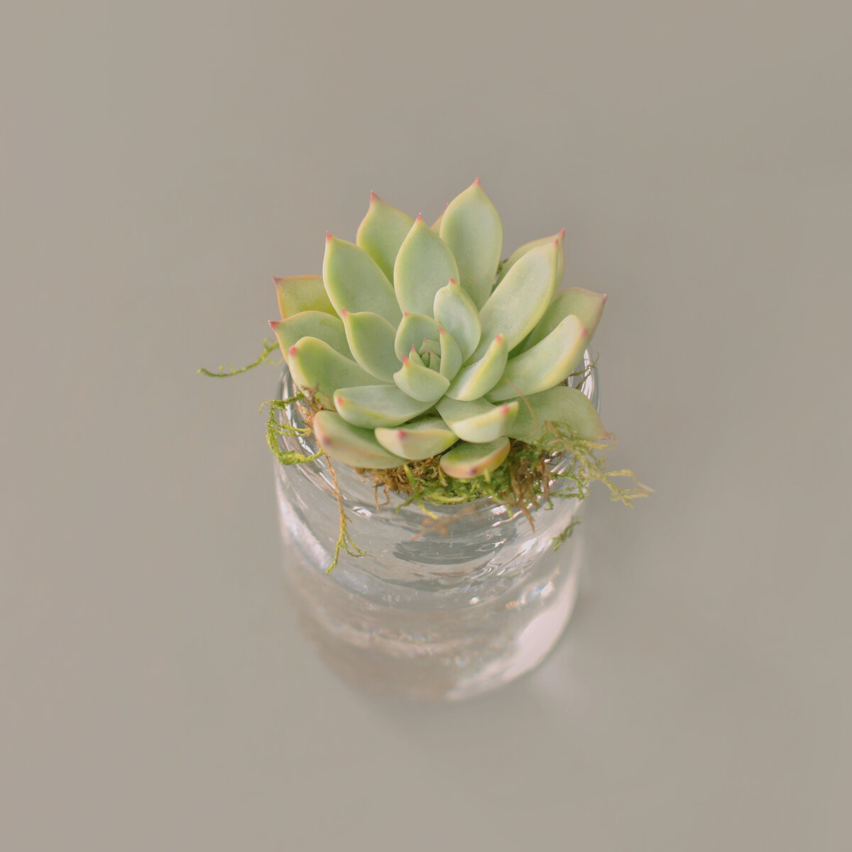 Canva - Green Succulent Plant on Top of Bottle