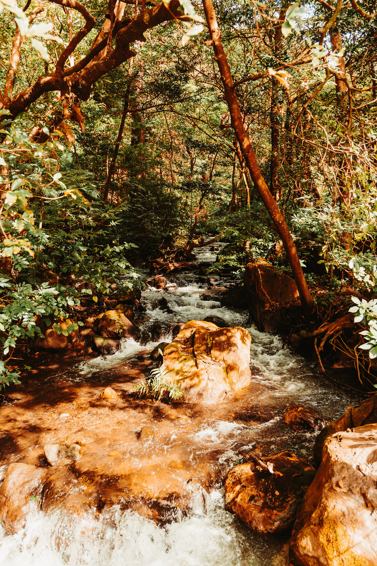 Nature photography - Amanda Nicholle Photography