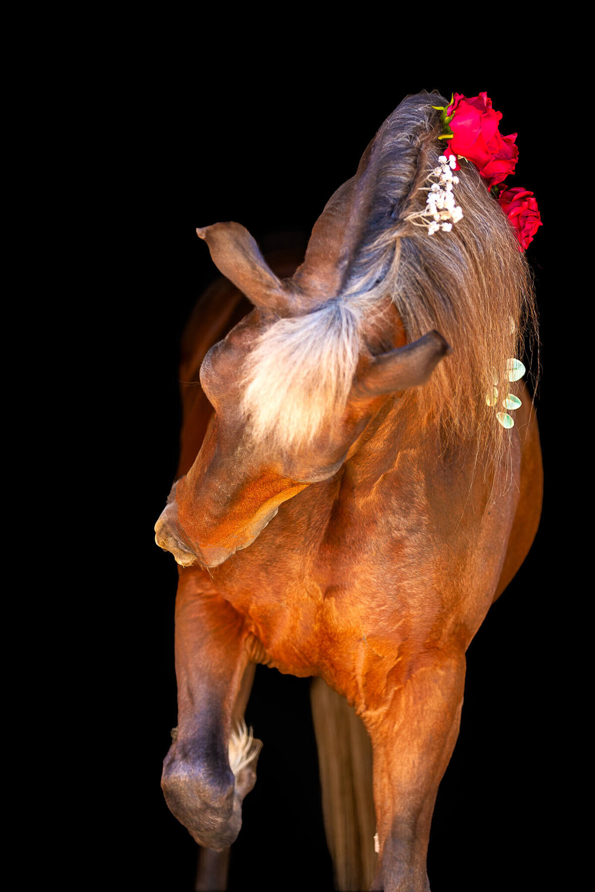 El-Paso-Texas-Fine-Art-Horse-Photographer-048