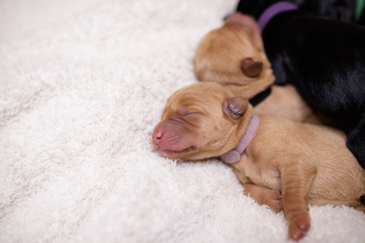 Baby Labrador Retriever Puppies Sleeping