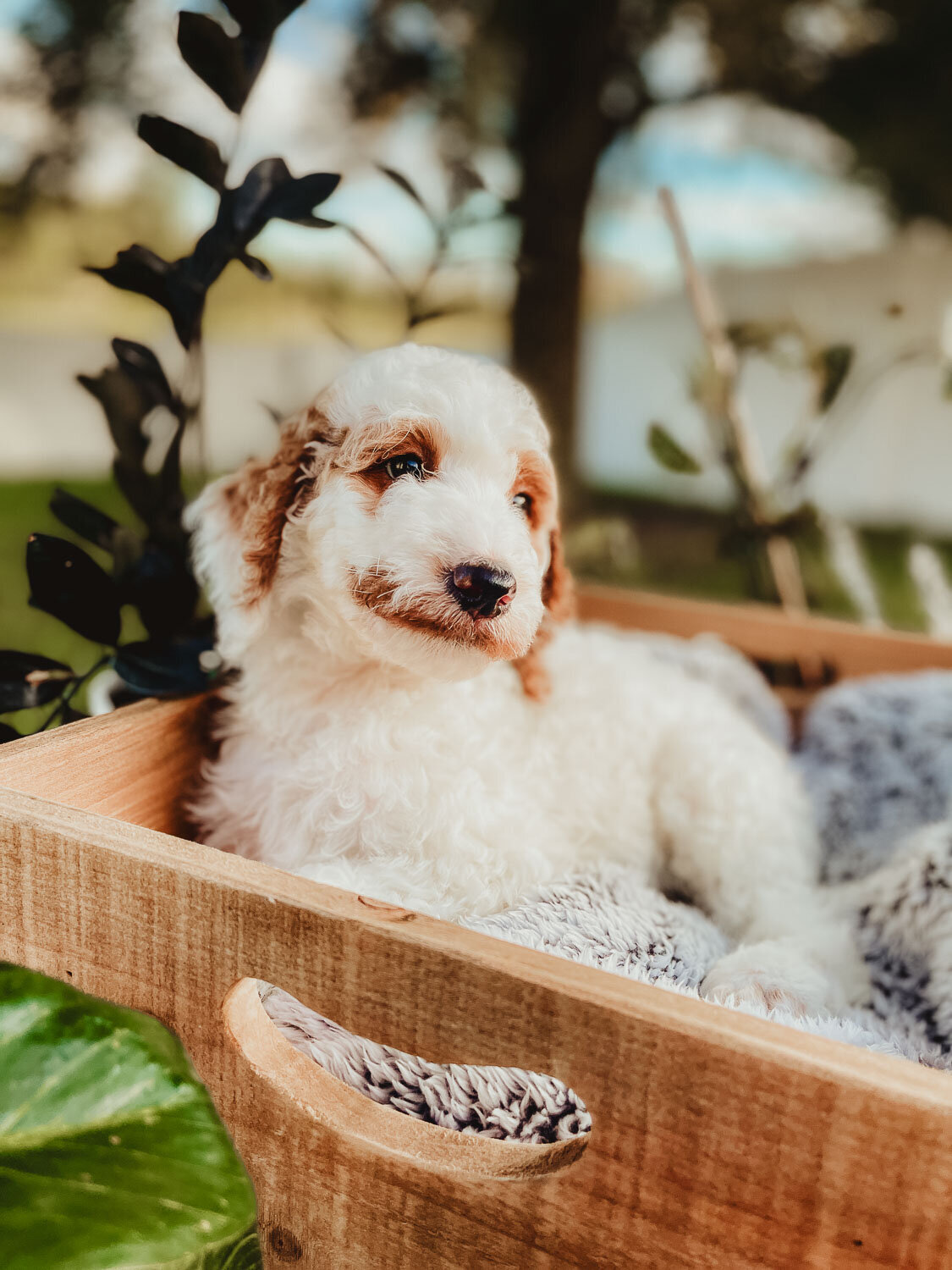 Le Fleur Poodle Puppies -124