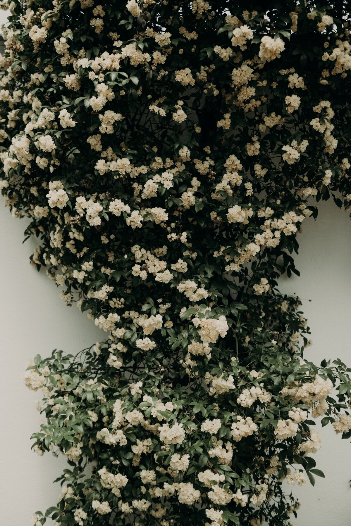 A white rose bush gracefully climbing up a white wall, creating a soft, elegant contrast of blooms against the neutral backdrop.