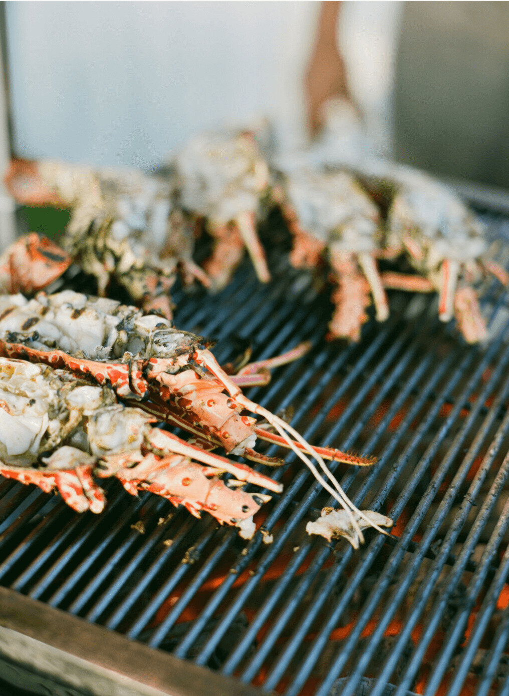 Maldives Lobster