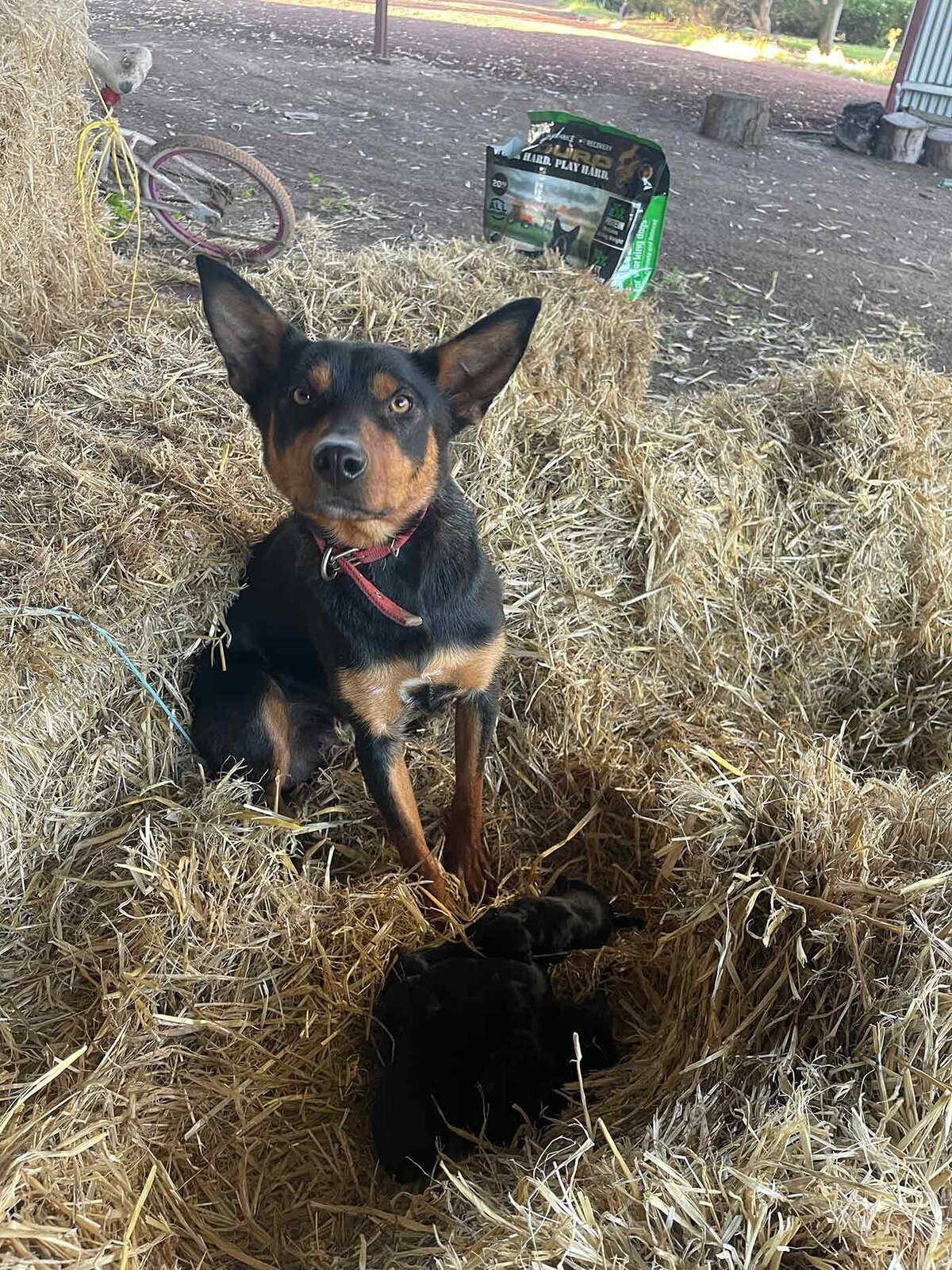 Lamb Farming Breeding