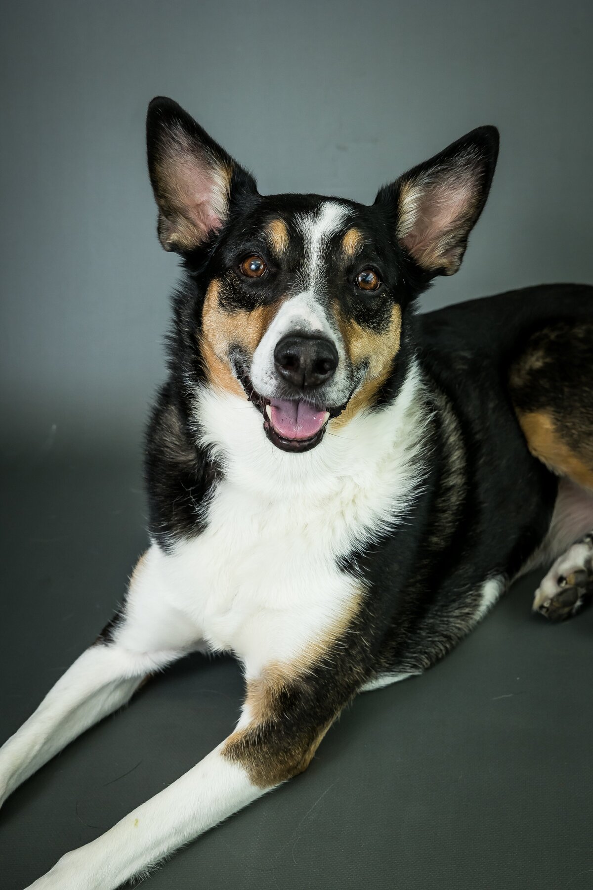 sacramento dog photographer_177