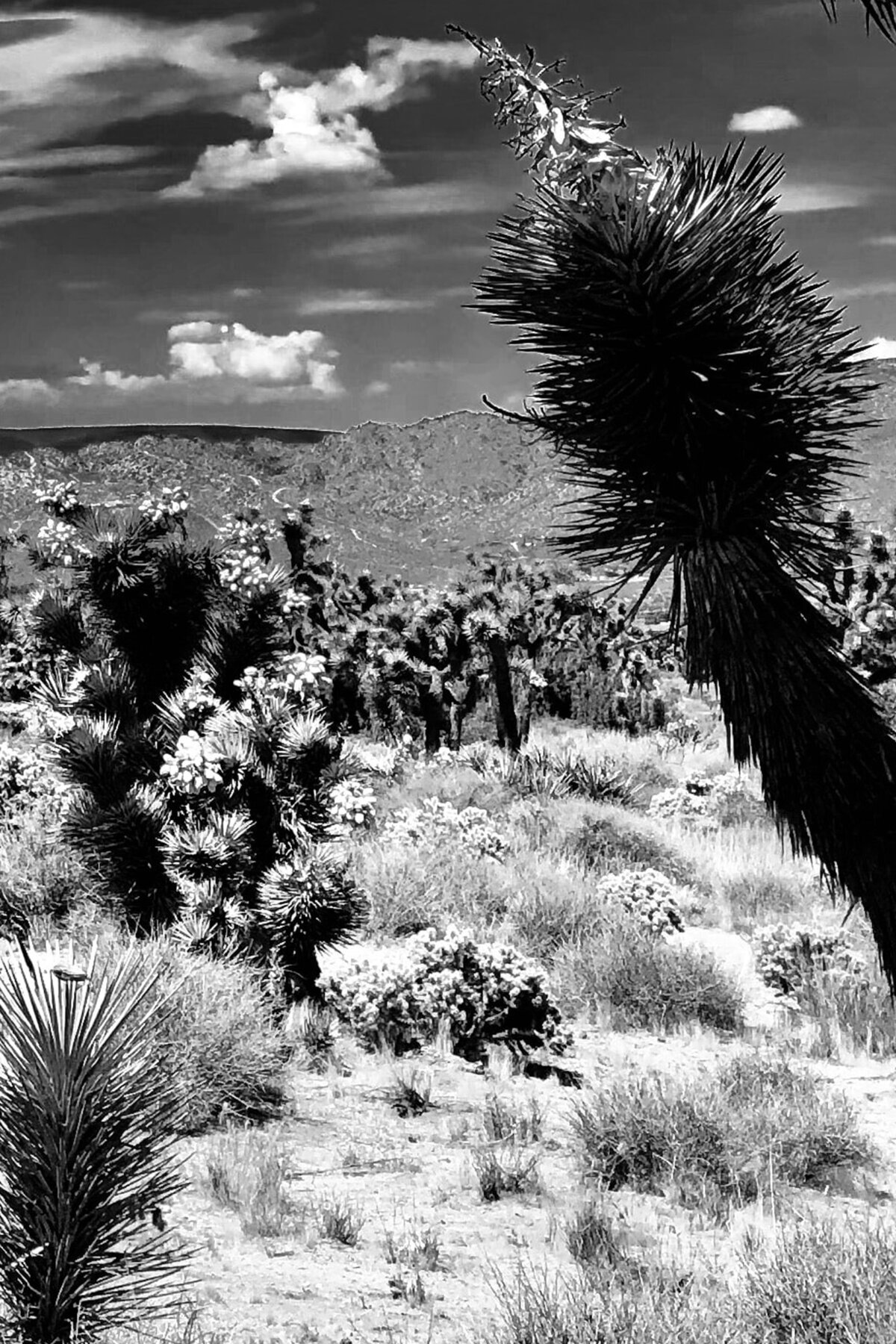 Nature_03C