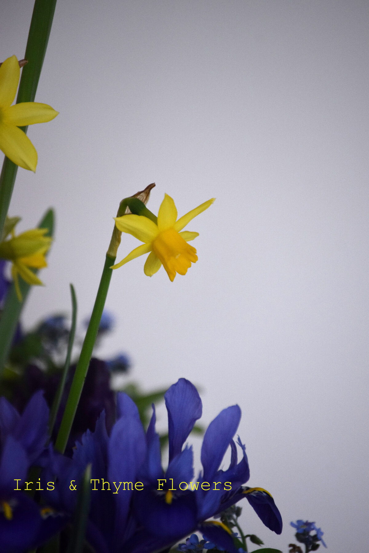 DSC_0007atext