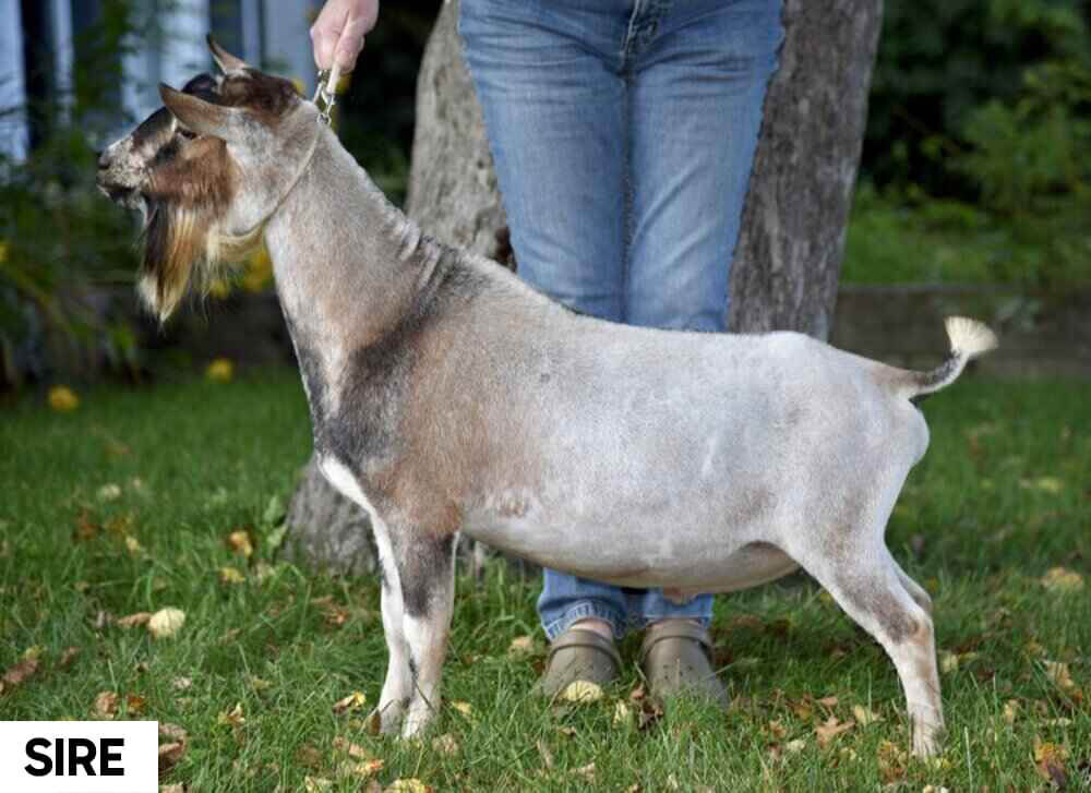 nigerian-dwarf-goat-chardonnay-sire