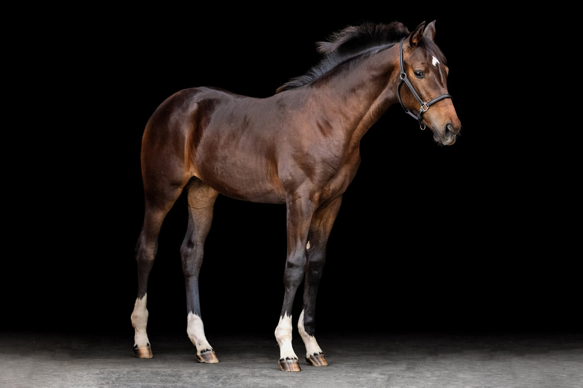 Foal photographer specializing in Warmbloods and stock horses in the southeast.