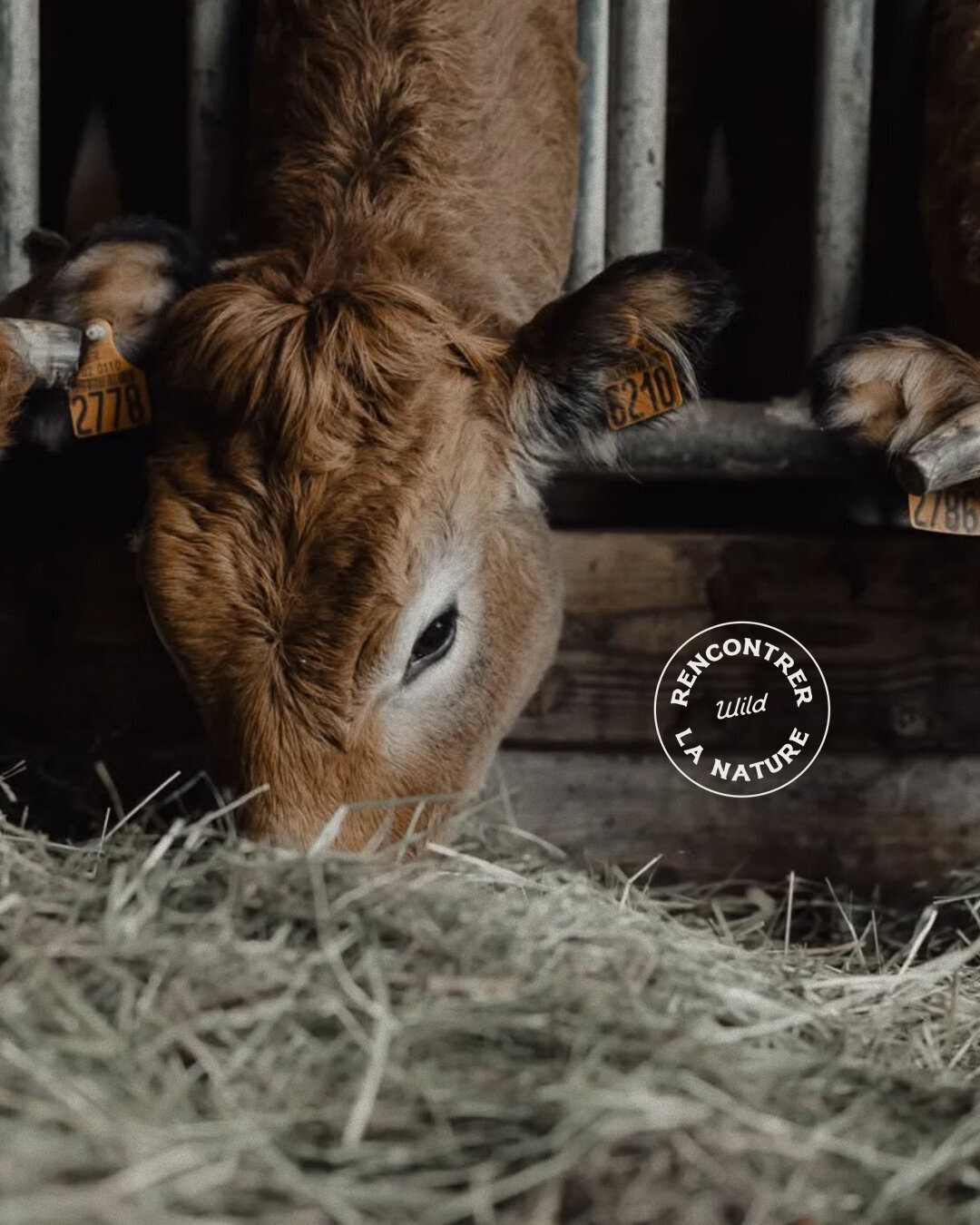 Cabane-ferme