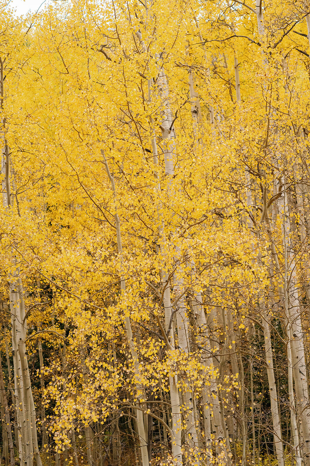 Savannah+IanJennaWrenPhotography9.30.22-20