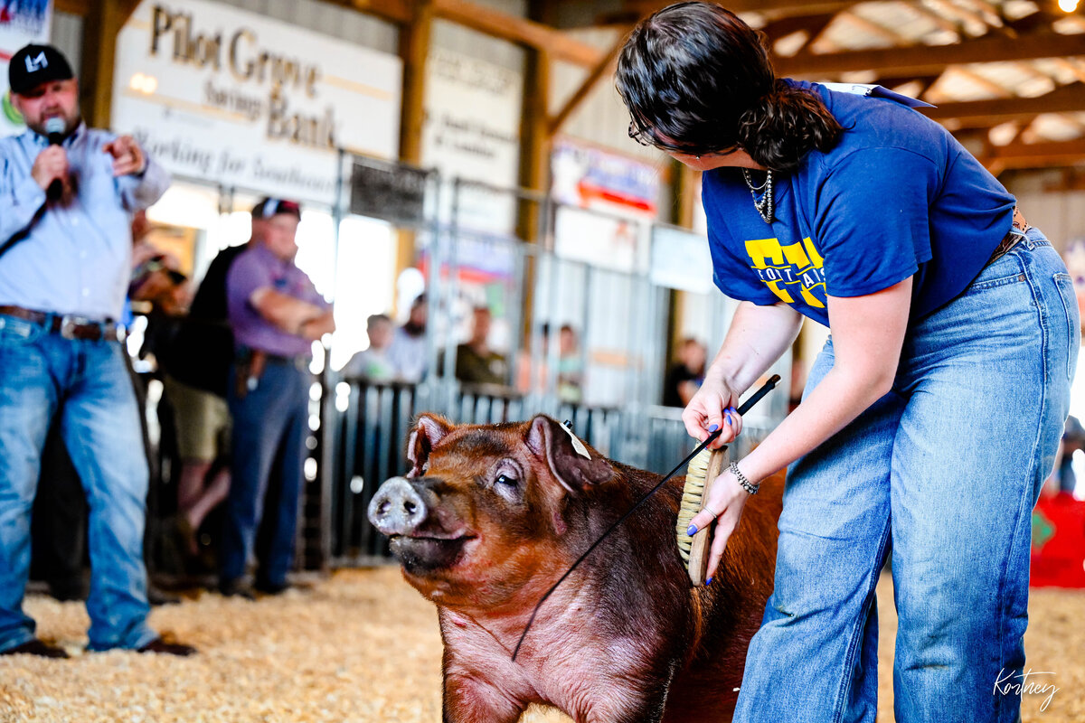 girl driving duroc hog during show