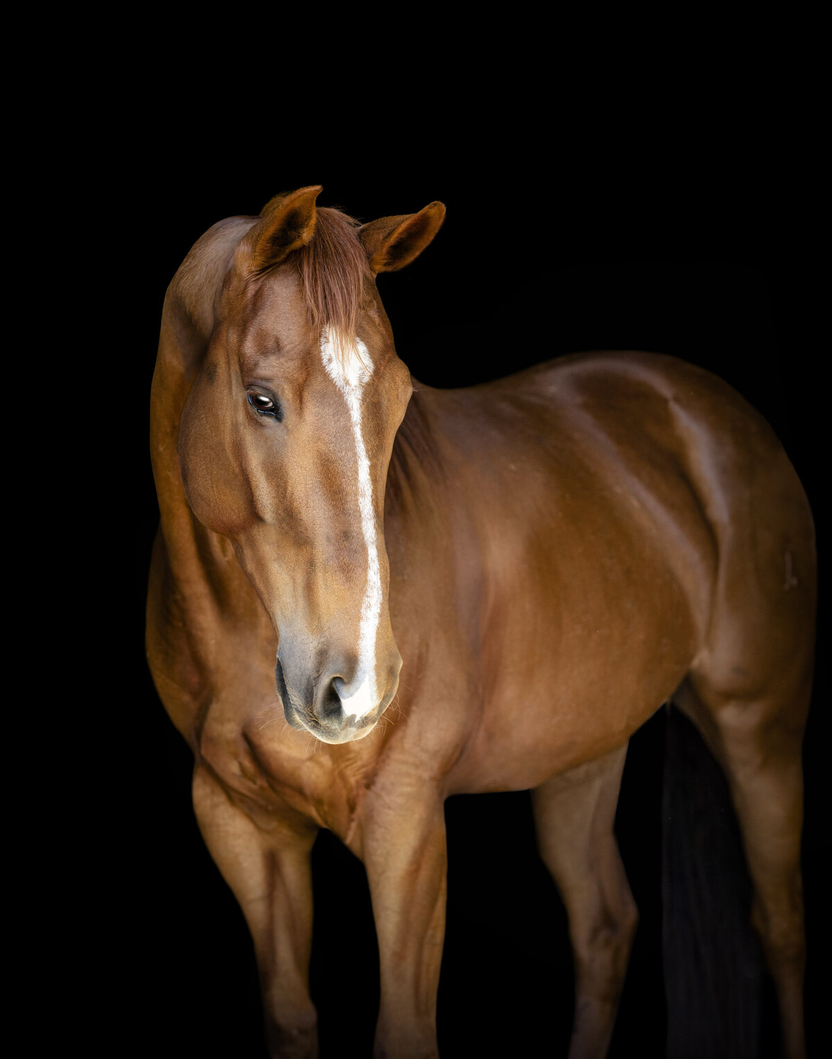 Tuscaloosa Equine Photographer showing off her black background fine art photos with this barrel racing beauty.