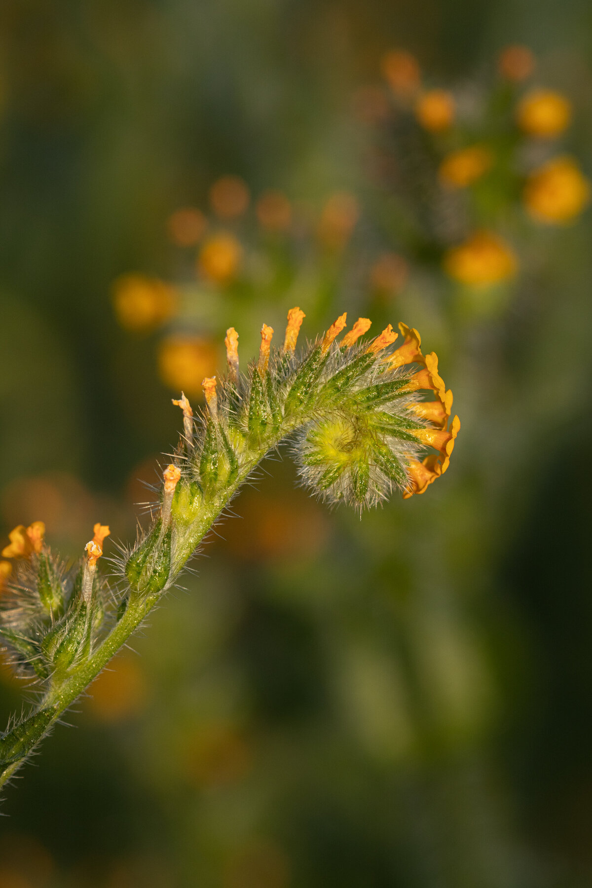 fiddlestick_2667