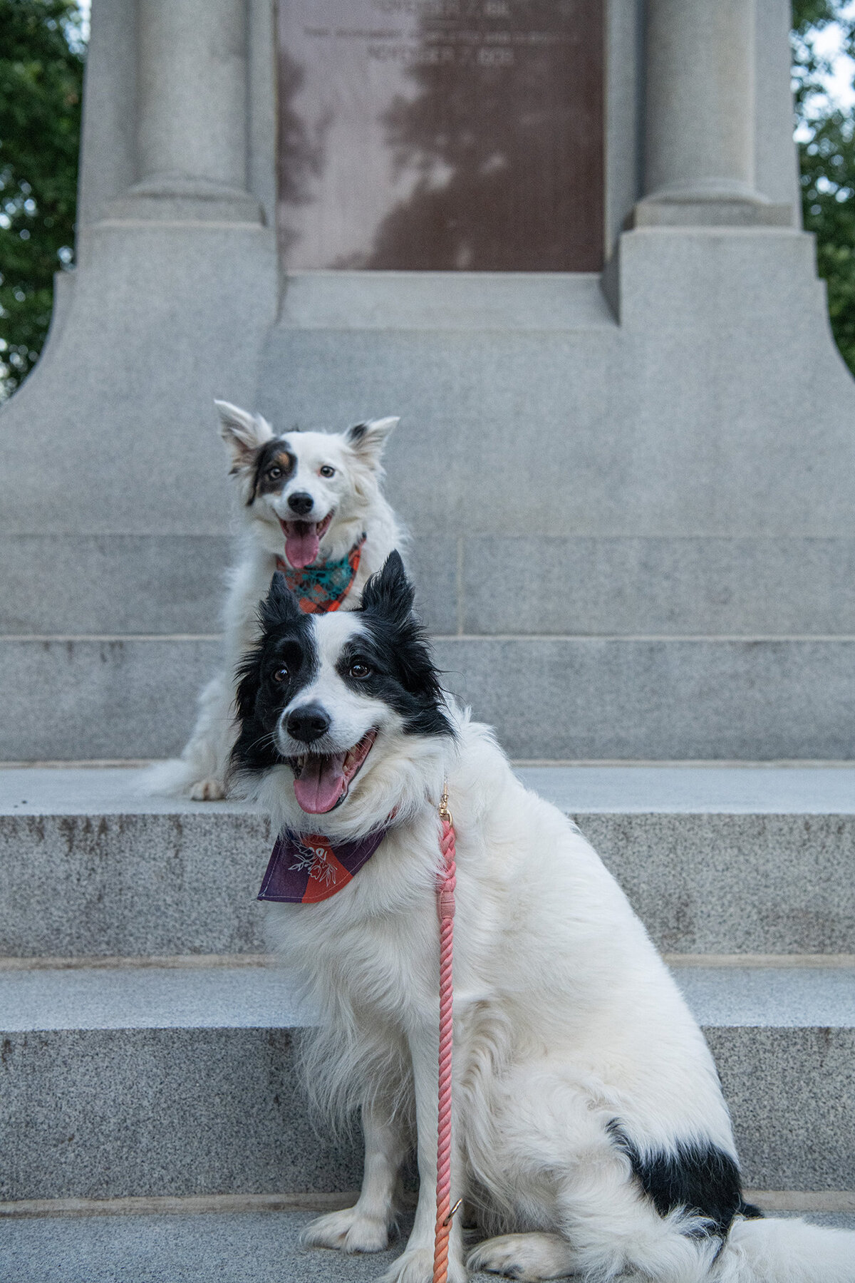 Two border Collies are sitting near each other on stone step during a photoshoot. Work by Duluth-based pet photographer Joanna of Paddle Paws Photography.