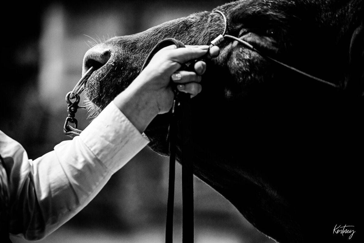close up of hand holding bull halter