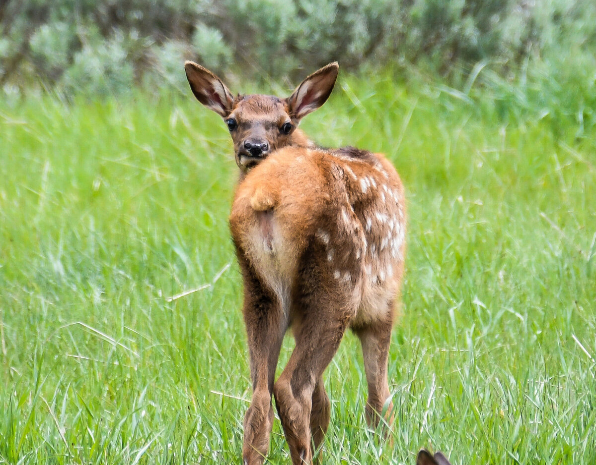 Elk 