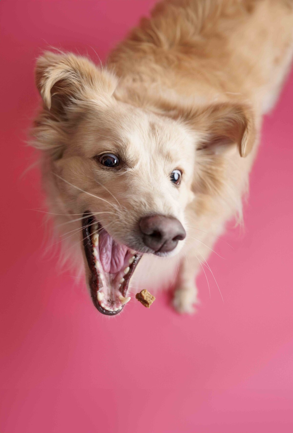 Tacoma Pet Photographer Dog Golden Retriever Catching a Treat Funny Dog in Studio Color Pop Lana Stewart Studios
