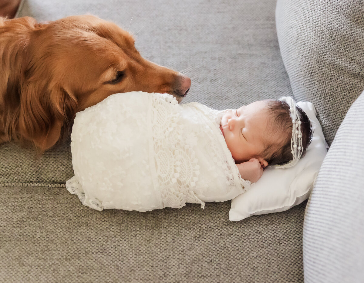 Tampa-newborn-baby-dog-photographer