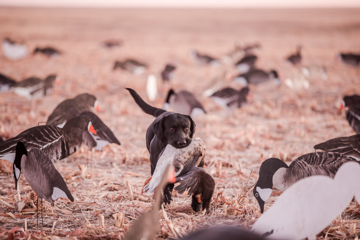 Central kansas duck hunting fowl plains -75