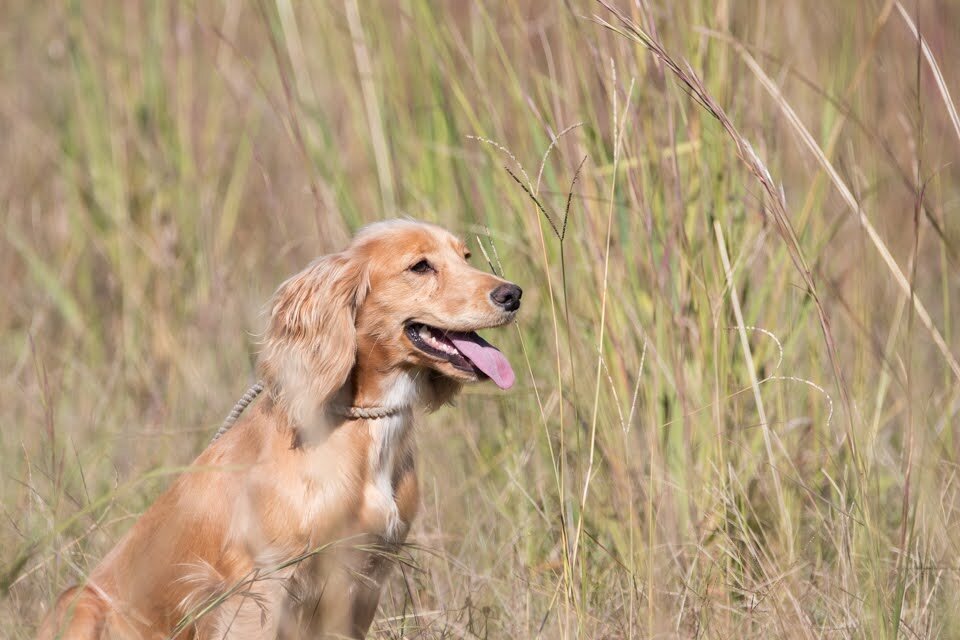Bird dogs-12