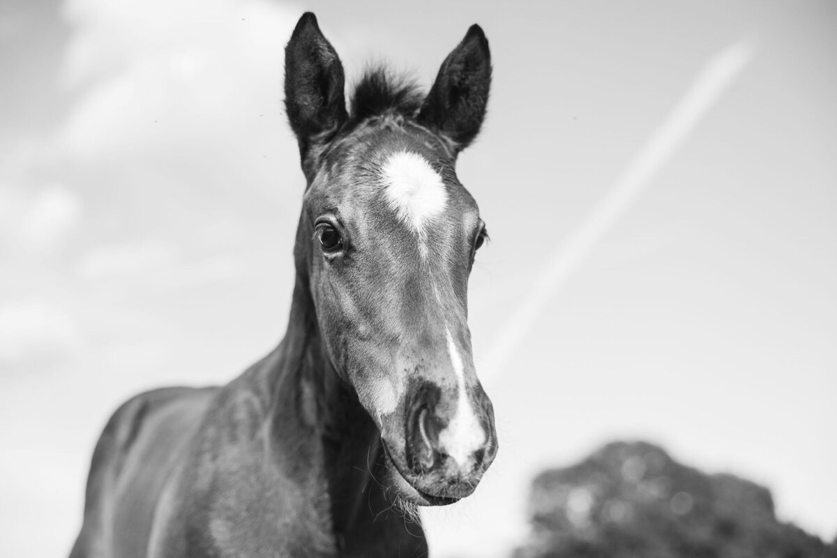 Saratoga-horse-photographer-365