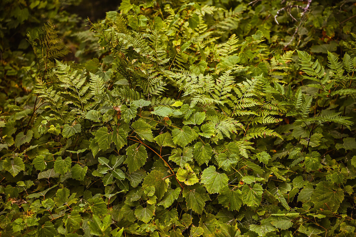 8 - cultivating_summer25_amf_riot