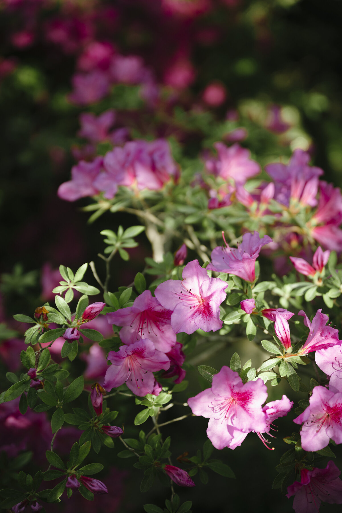 azalea bushes