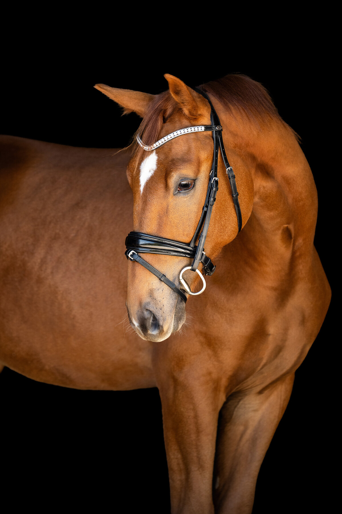 Warmblood horse photographer in Alabama.