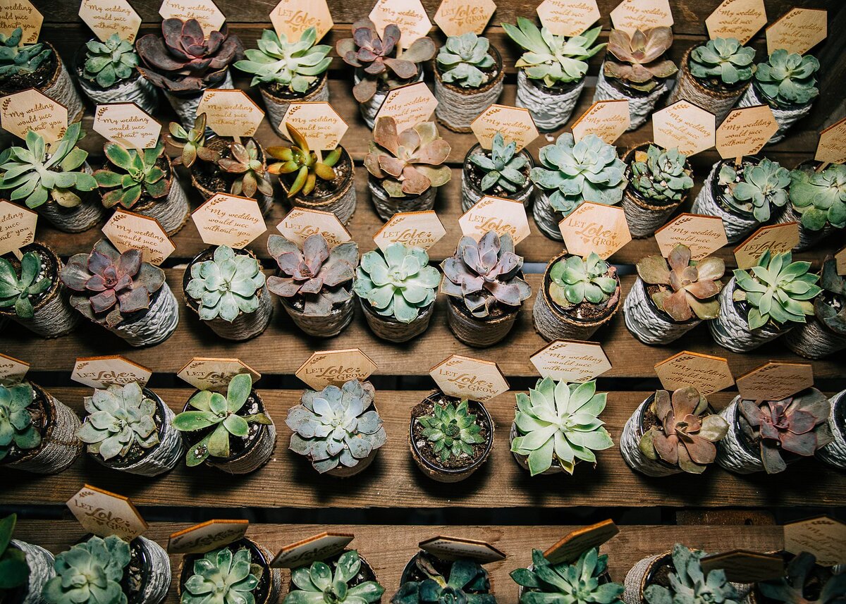 Succulents Wedding favors in small pots