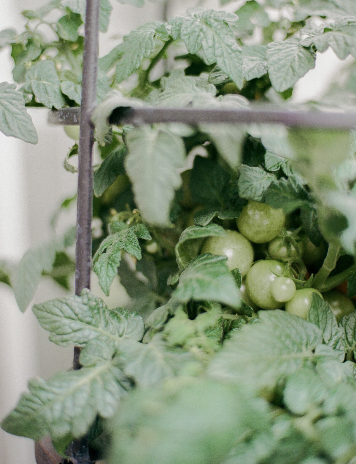 tomato plant with green tomatoes, film lifestyle brand photography in Michigan for Detroit Rose, candle company
