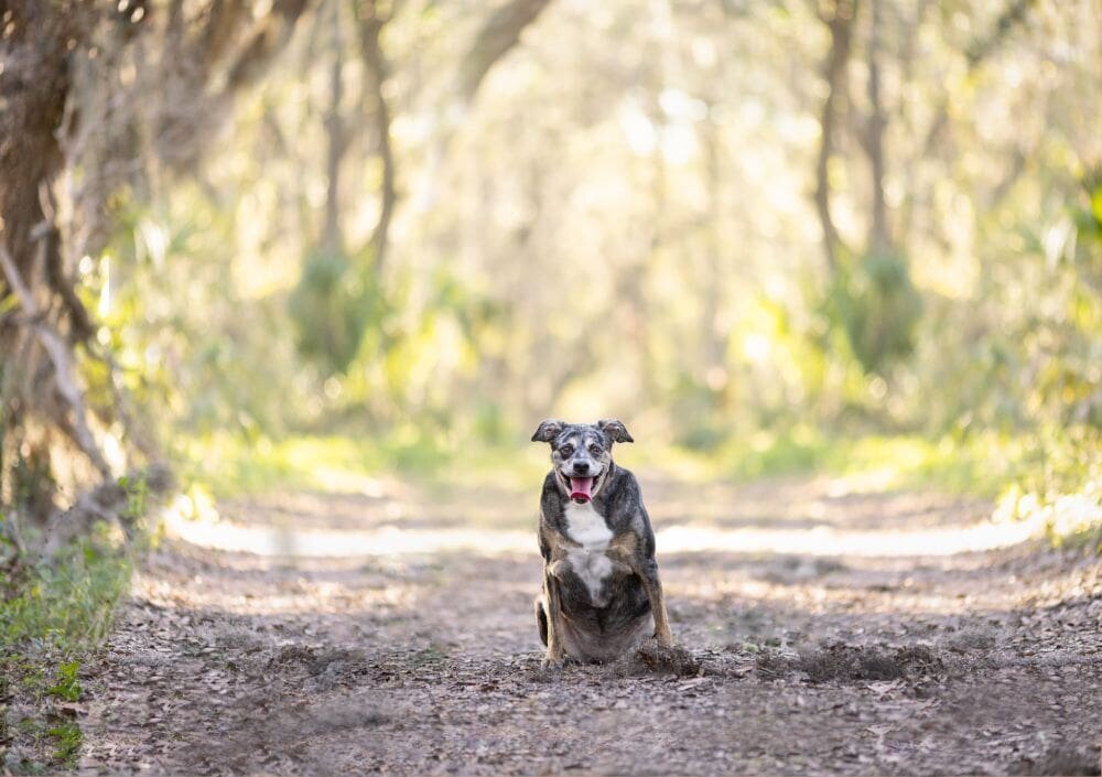 lilla-bordas-portraits-tampa-DOG-photographer1429_1