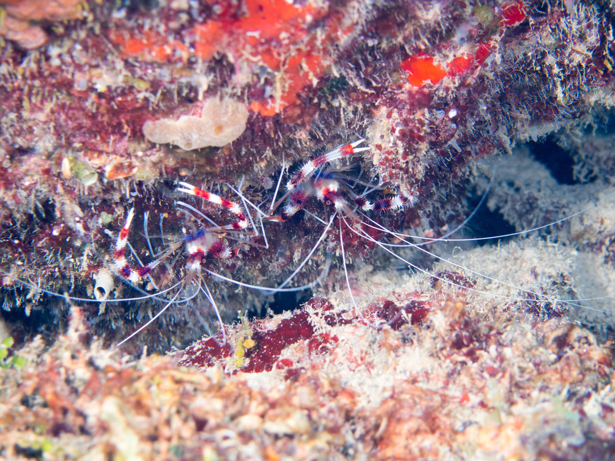 Grenada_18_-10