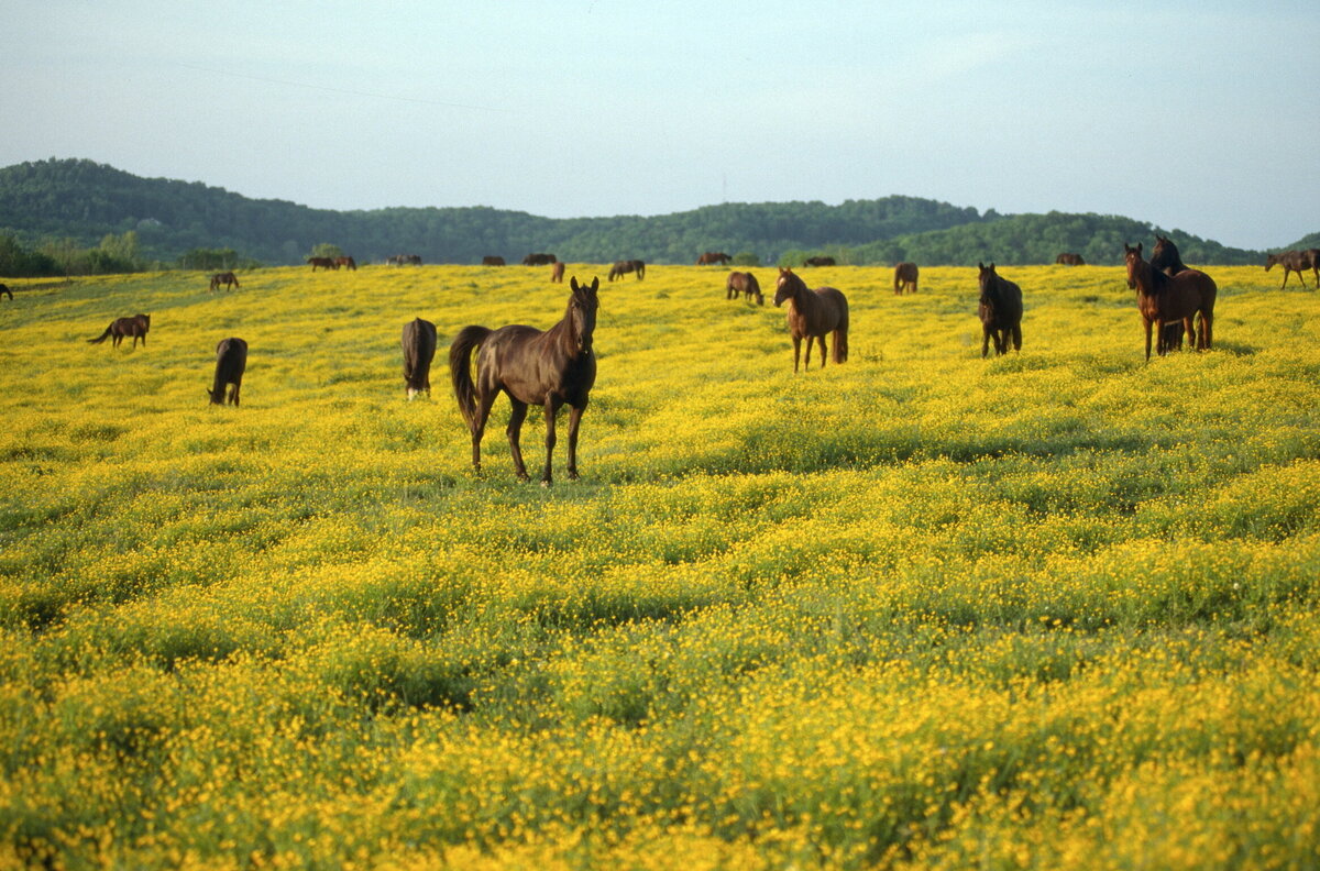 6 Mares on the Bluff