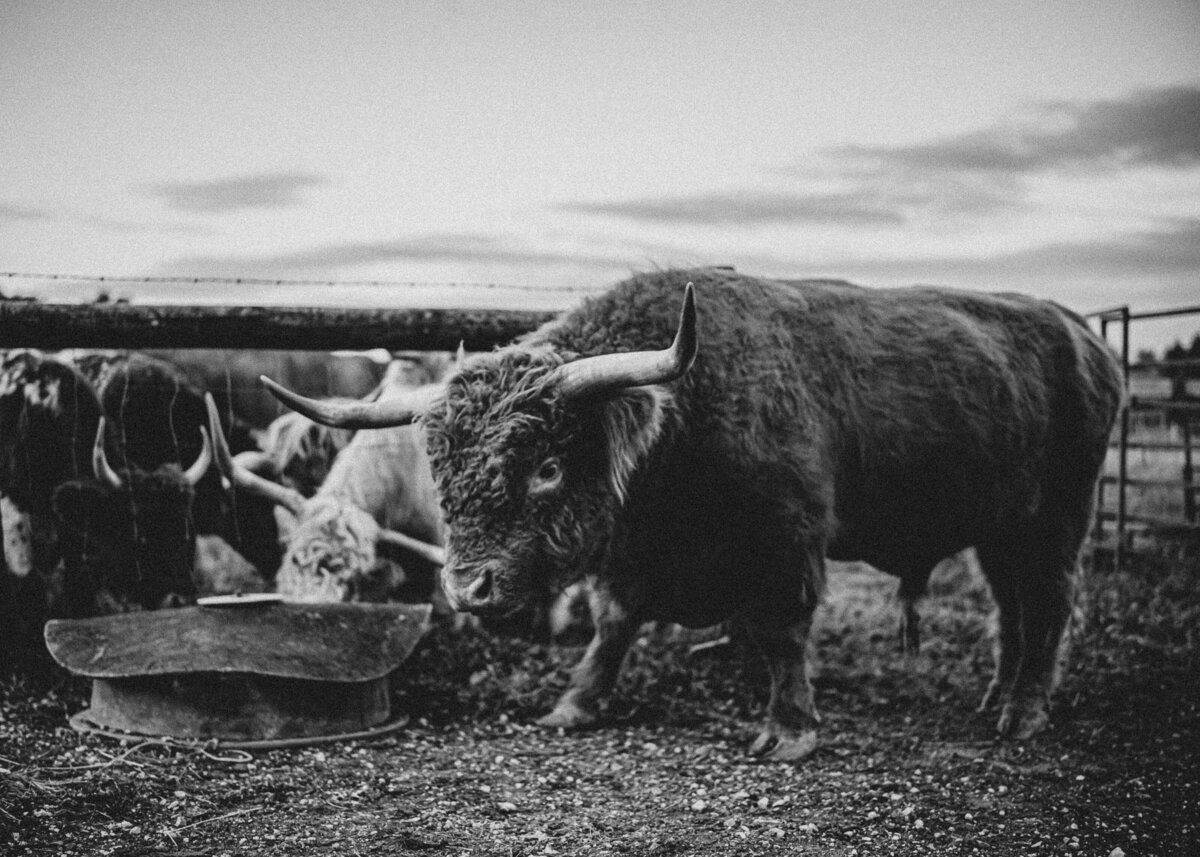 A black and white image of a long horn cow.