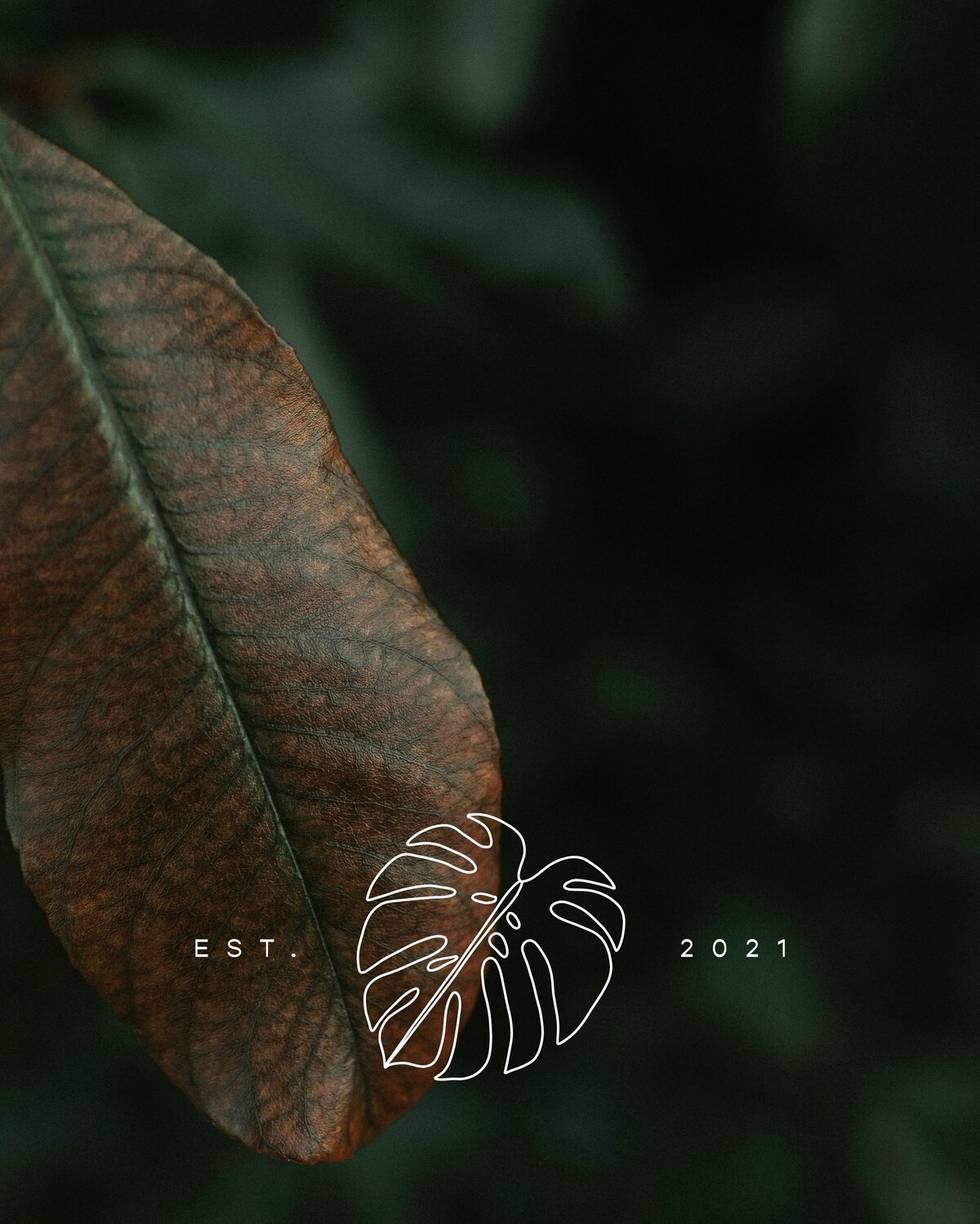 Leaf-Phootgraphy-Texture-Organica