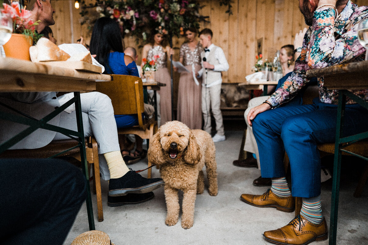 TTWWR-Animals-at-weddings-2048-41
