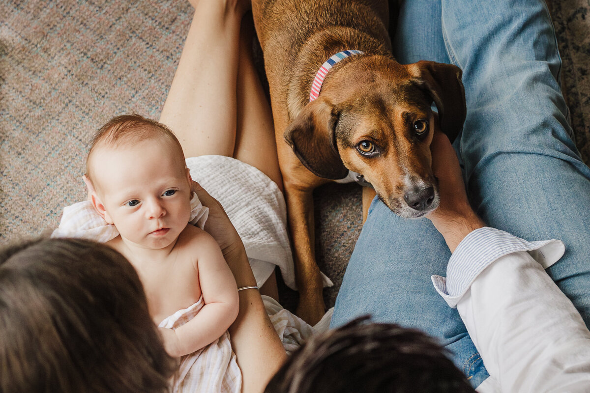 in home family lifestyle newborn session with dog