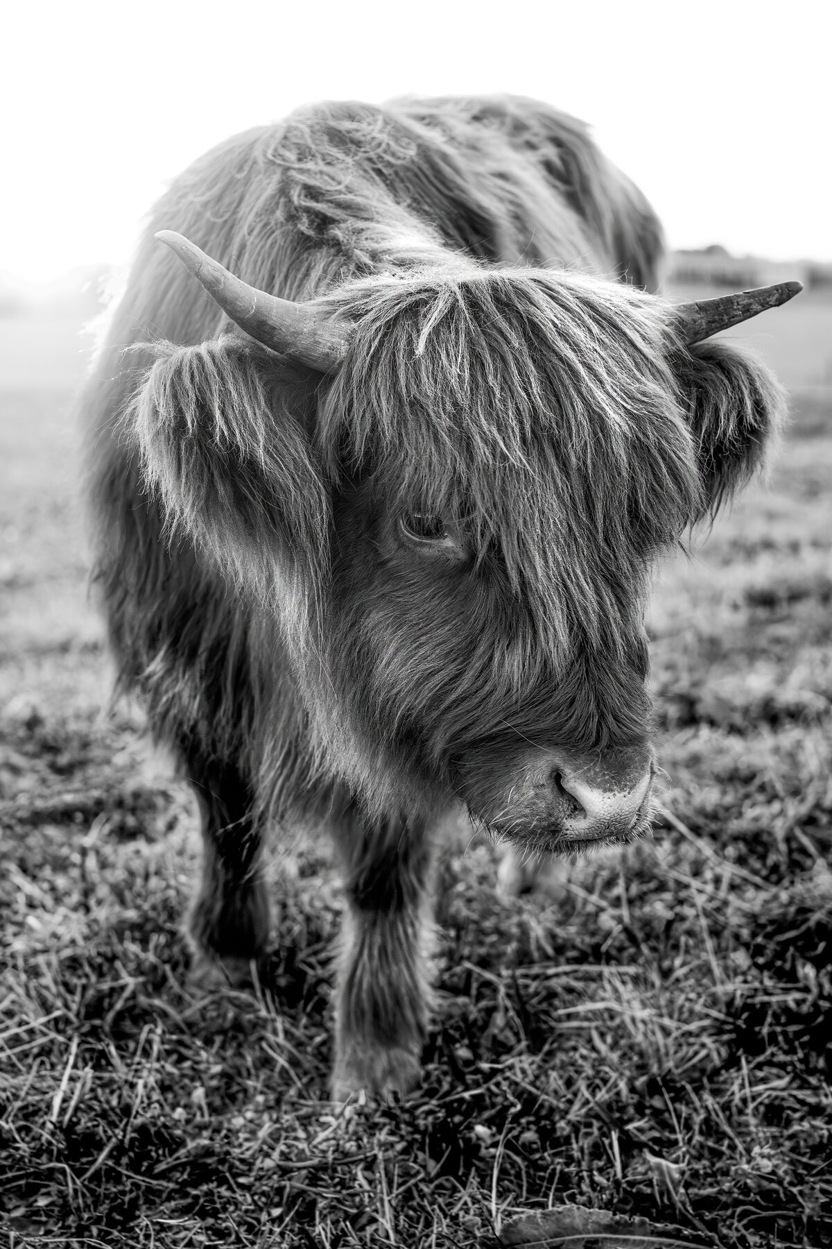 Highland Cow in Black and White by Michael Kaal Photography 