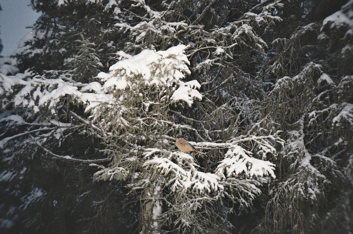 Lapland_Fotoreeks_4