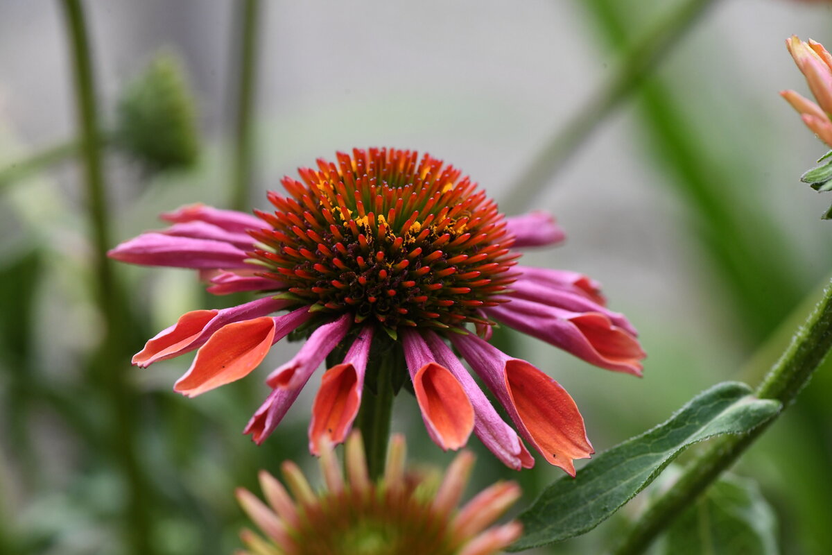coneflower - 45